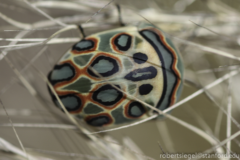 picasso bug